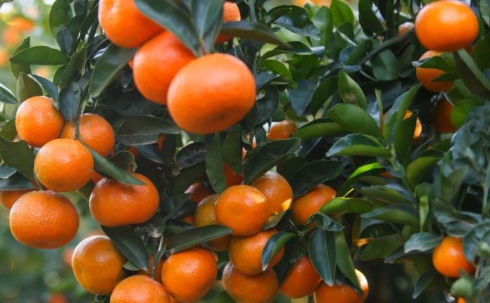 Oranges Fruits farming